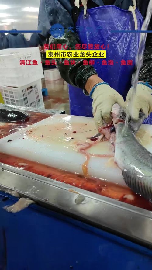 一線工人風采 水產(chǎn)源頭工廠車間實拍與鮰魚柳加工實錄